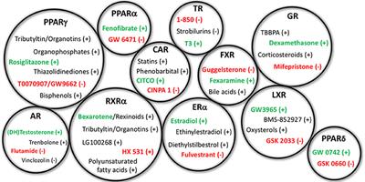 Endocrine-Mediated Mechanisms of Metabolic Disruption and New Approaches to Examine the Public Health Threat